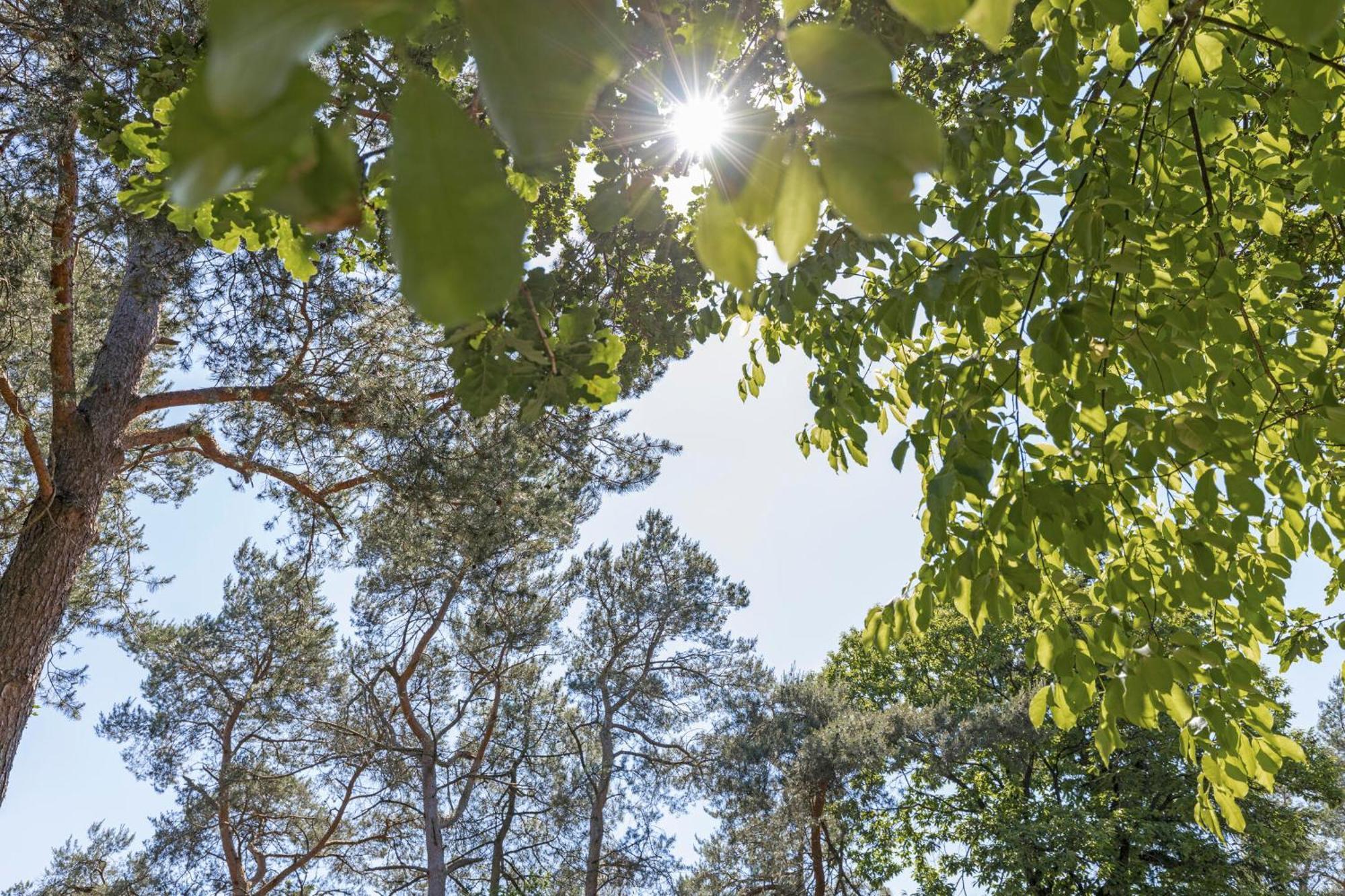Lodge De Winterkoning Nunspeet Kültér fotó